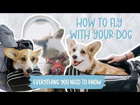 Flying With Your Dog in Cabin (NON ESA) | My Experience Bringing My Corgi on a Plane in a Carrier