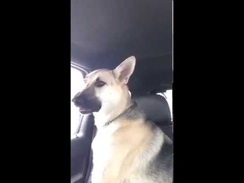 WATCH: Doggy Duet with Maroon 5!