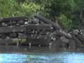 Sketches of Nan Madol 1984