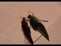 Walking leaf