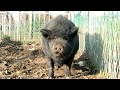 僕は 眠いんだブー Zzz(*´(00)`)。o○ ≪2009年11月26日撮影≫