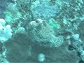 spotted trunkfish on wreck