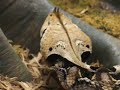 Gaboon Viper - 1 Gaboon Viper - 1