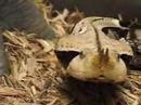 Gaboon Viper - 1