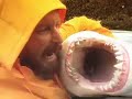 built to shred sharkbait