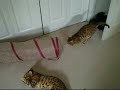Crinkle Bag 12 wk.Bengal Kitten playing w/ the boys!