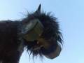 Boyero de Flandes video