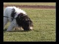 My day as a dog