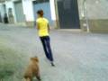 videos de fuera perro.mp4