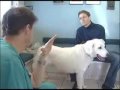Pet Health Savings Plans