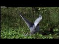 BBC Earth #fb The Lung Fish - Nile - BBC http://ow.ly/1614pe