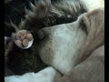 BassetHound Betynka Bedn�?ov�