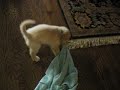 Wrigley and the towel