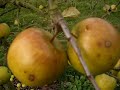 Apple Variety Sturmer Pippin