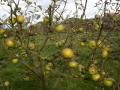 Apple Variety Sturmer Pippin