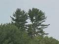 Millinocket Stream Boat Tour