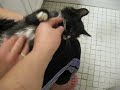 Mittens the Kitten being too cute