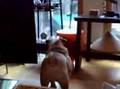 Bulldog Inglés video