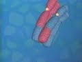 Meiosis