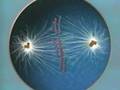 Meiosis
