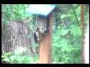 Downy Woodpecker dines while birds sing 1 Downy Woodpecker dines while birds sing 1