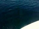 Dolphins off our bow