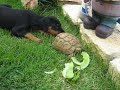 Mei the Furious Doberman Vs. Tulo The Mighty Turtle Round 2 Mei the Furious Doberman Vs. Tulo The Mighty Turtle Round 2
