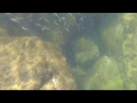 Snorkeling at St. Andrews State Park near Panama City Beach, FL.