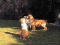 Royal Crest Golden Retriever Video n°1