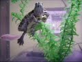 Turtle On a Plant