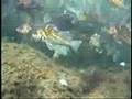 Underwater video of low dissolved oxygen event in Hood Canal