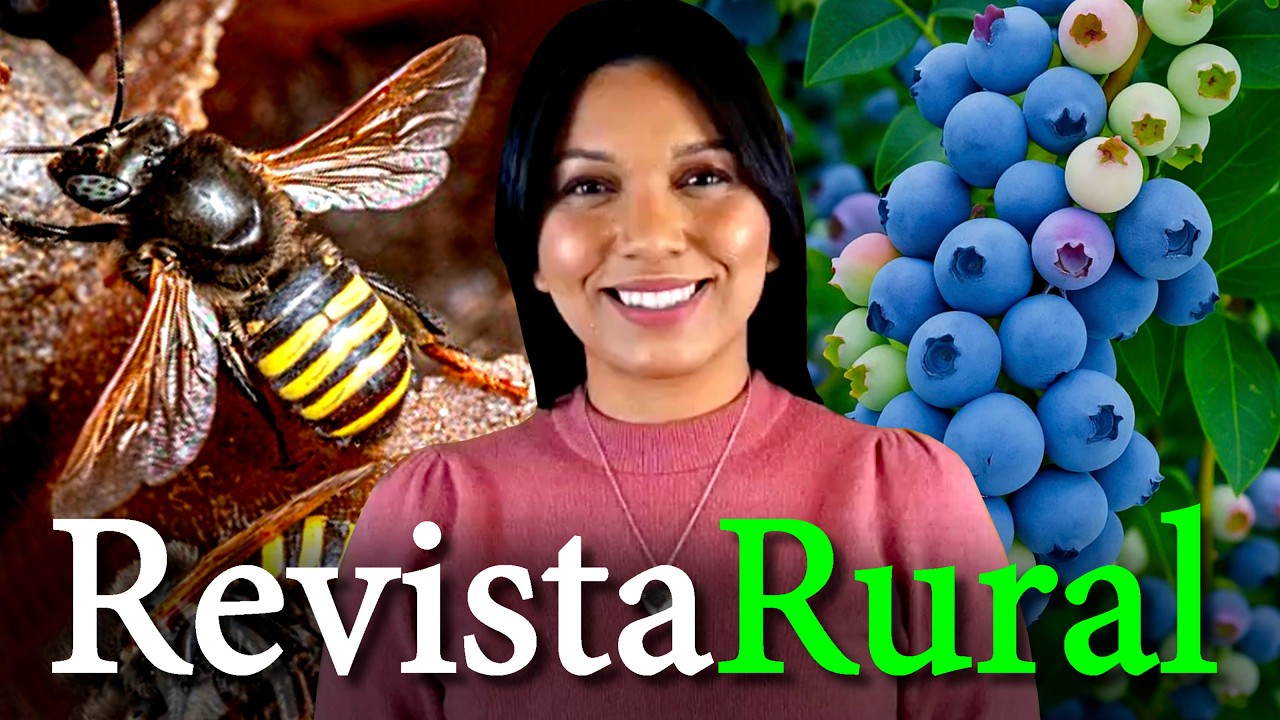 PROGRAMA REVISTA RURAL - 31/05/2026