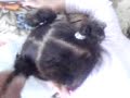 serine