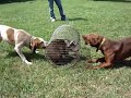 Coonhounds working coon in roll cage