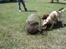 Coonhounds working coon in roll cage