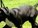 W.R Dogtown Twiggy de Rixendis