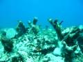 Freediving south of Clarence Town: speedboat too close