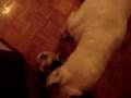 Pug video