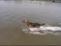 My Dog swimming in Danube river