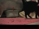 Three Names For A Cat