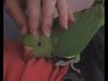 Indian Ringneck Hand Raised