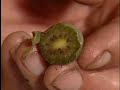Risotto con kiwi