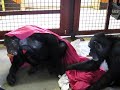 Foxie and Jamie, chimpanzees at CSNW playing Foxie and Jamie, chimpanzees at CSNW playing