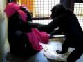 videos de Foxie and Jamie, chimpanzees at CSNW playing