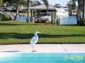 3/3 deepwater pool home, with family room plus den, lots of tile, solar heated pool, 2 car garage, boathouse has 12,000 lb remote lift. kitchen and bath granite countertops.  block home renovated in 2000, large lot, with tropical palms and room for expansion. wide canal,with no bridges inlet!      for more information visit 101viabenevento.4t.com