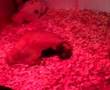 my snow cornsnake sammy and his new viv