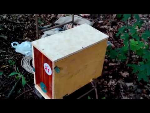 секрет ловли роев секрет ловли роев