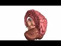 Anatomi Otak 1