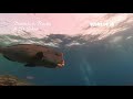 Scuba Travel - Daedalus, Rocky & St.Johns