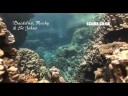 videos de Scuba Travel - Daedalus, Rocky & St.Johns